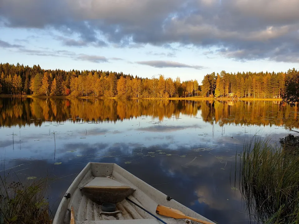 Eka vid en höstsjö i kvällsljus
